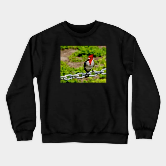 Colorful Brazilian Cardinal Bird Crewneck Sweatshirt by PhotoDesigns